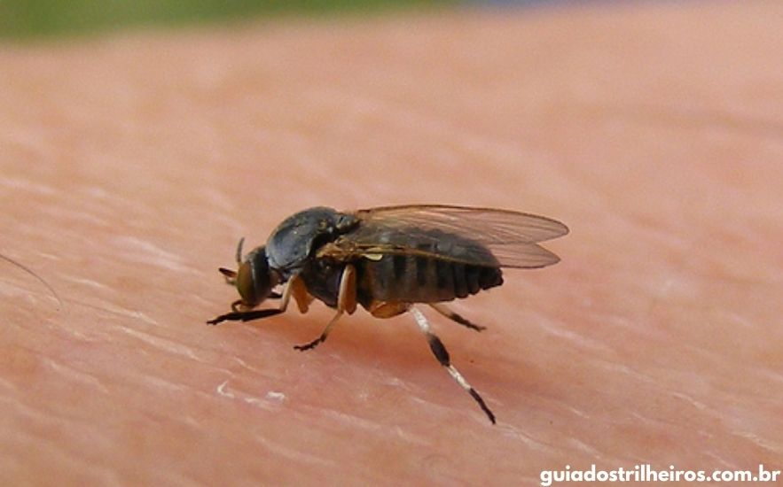 Melhor Repelente para Borrachudo