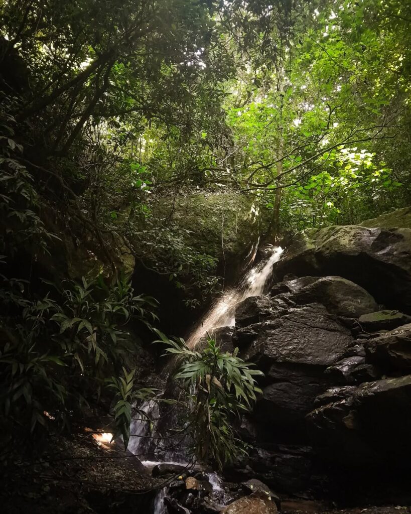 Cachoeira do Jequitibá - Horto