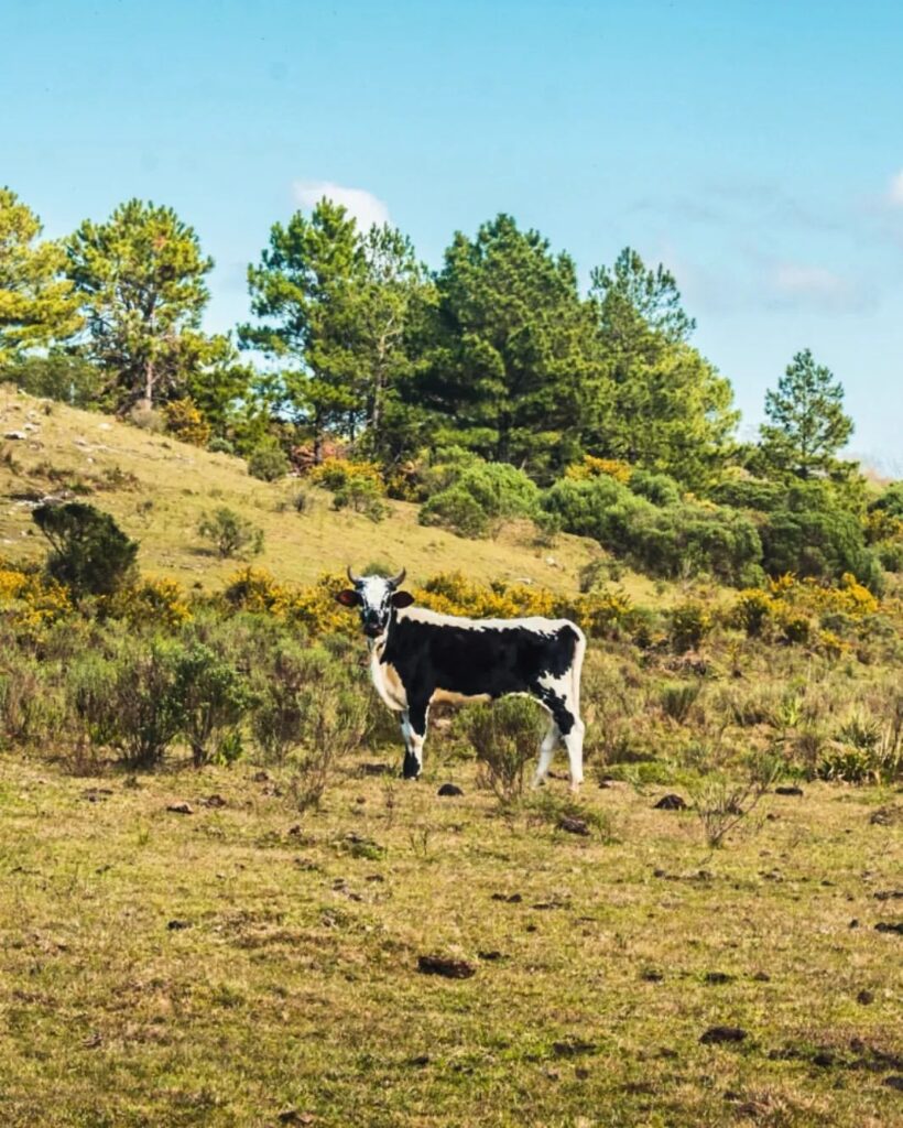 Parque Natural Municipal da Ronda