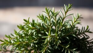 como fazer repelente de alecrim