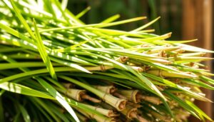 para que serve citronela